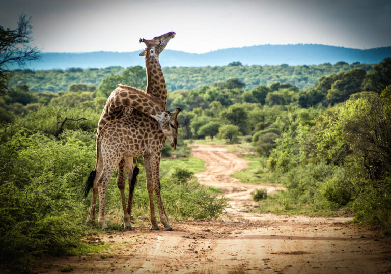 Wildlife Watching: The Best Spots for Animal Sightings Around Bela Bela